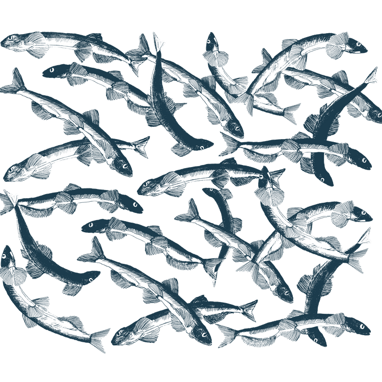Nouveau Motif Capelans