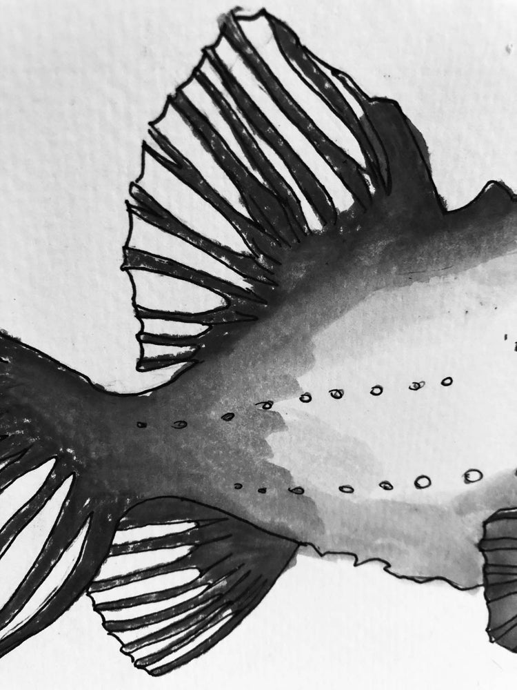 CRÉATION D'UN MOTIF / Poule de mer,Cyclopterus lumpus