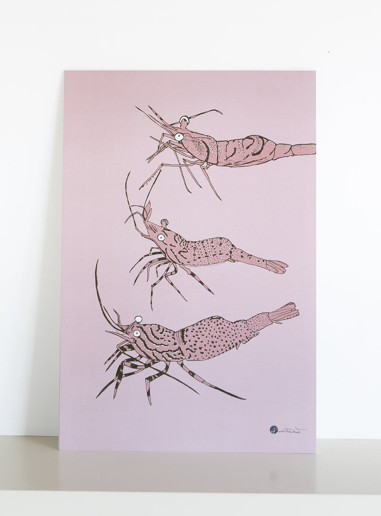 Collection d'affiches maritimes faune et flore marine du Saint-Laurent